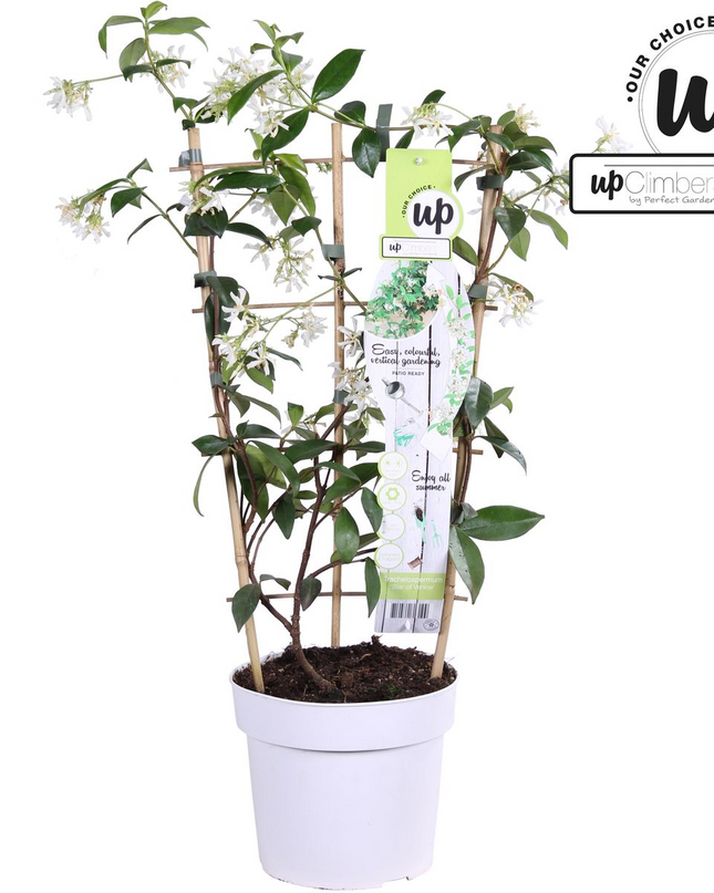 Trachelospermum 'Star of Venice' - Toscaanse Jasmijn Wit - Ø15cm - ↕65cm