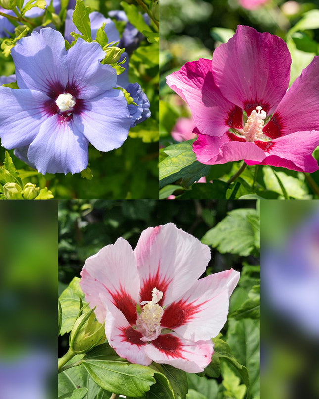 Hibiscus syriacus Tricolour  - Terras Plant - Bladverliezend - Winterhard - Witte, Roze, Paarse Bloem - Pot 19cm Hoogte 90cm