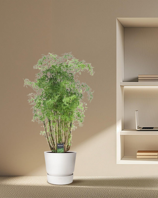 Polyscias Hawaiiana Ming - 100 cm - Ø24 cm