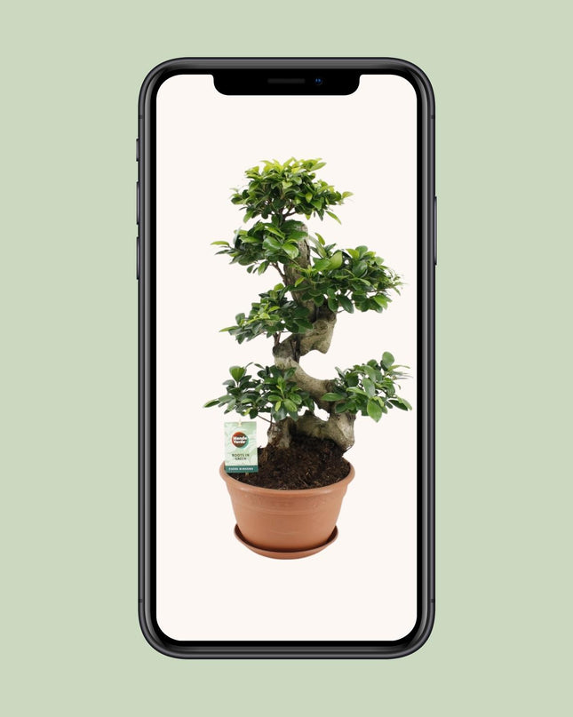 Ficus Ginseng - Ø27cm - ↕70cm