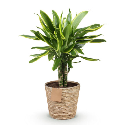 Dracaena fragrans Golden Coast - Drakenbloedboom + cesta - Verde - 1 planta - Maceta 17 cm - Altura 50-55 cm