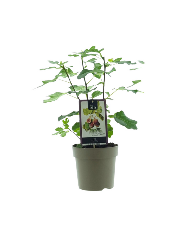 Ficus Precose De Dalmatie - Ø15cm - ↕40cm