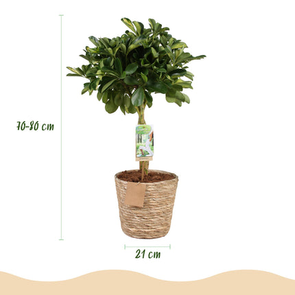 Schefflera Gold Capelle - Fingerbaum + Mandarine - Topf 21cm - Höhe 70-81cm