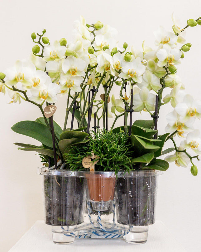 Kolibri Orchids | witte plantenset in Reed Basket incl. waterreservoir | drie witte orchideeën Lausanne 9cm en drie groene planten | Jungle Bouquet wit met zelfvoorzienend waterreservoir