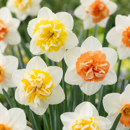 40x Daffodil Macaron Bloss - Narcissus Macaron Bloss - White and Yellow - Spring-flowering - Bulb size 12/14