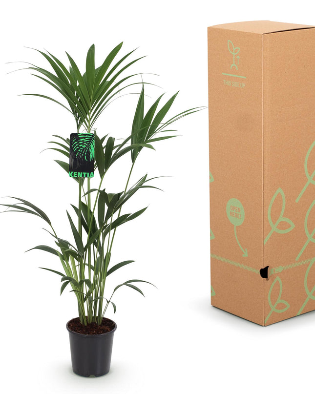 Howea forsteriana – Kentiapalme – Topf 24 cm – Höhe 140–150 cm