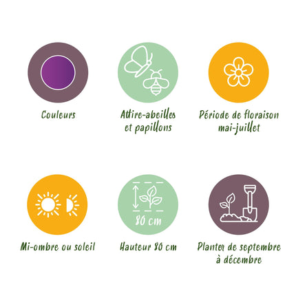 Bloembollen - Allium Purple Sensation - Kleur Paars - 15 stuks - Bolmaat 10/12 - XXL Pack