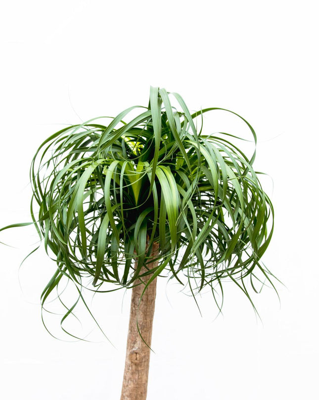 Beaucarnea XXL - 200cm