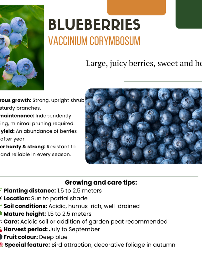 Mix di piante da frutto BIO 3 pezzi - Lampone/ Mirtillo/ Mora