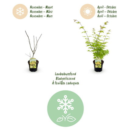 Japanse Esdoorn - Acer palmatum Summergold - Geel - 2 stuks - Pot 19cm Hoogte 70cm