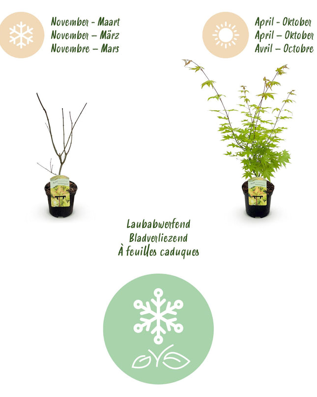 Acero giapponese - Acer palmatum Summergold - Giallo - 2 pezzi - Vaso 19 cm Altezza 70 cm