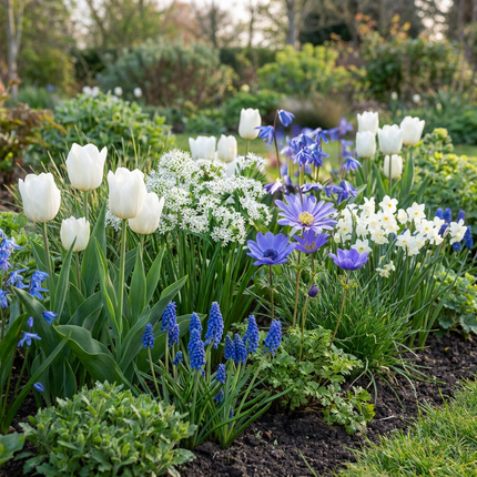500x Bulb Garden Blue - Mix di bulbi da giardino blu - Vari - Fioritura estiva - Calibro del bulbo 10/12