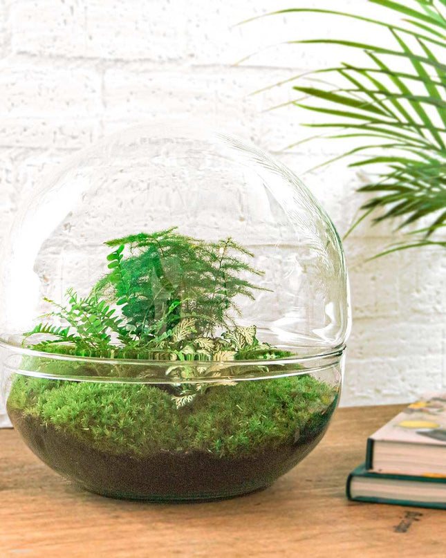DIY Planten terrarium tweedelig bolglas - Dome XL -Ø 28 cm ↑ 28 cm - Rake + Shovel + Tweezer