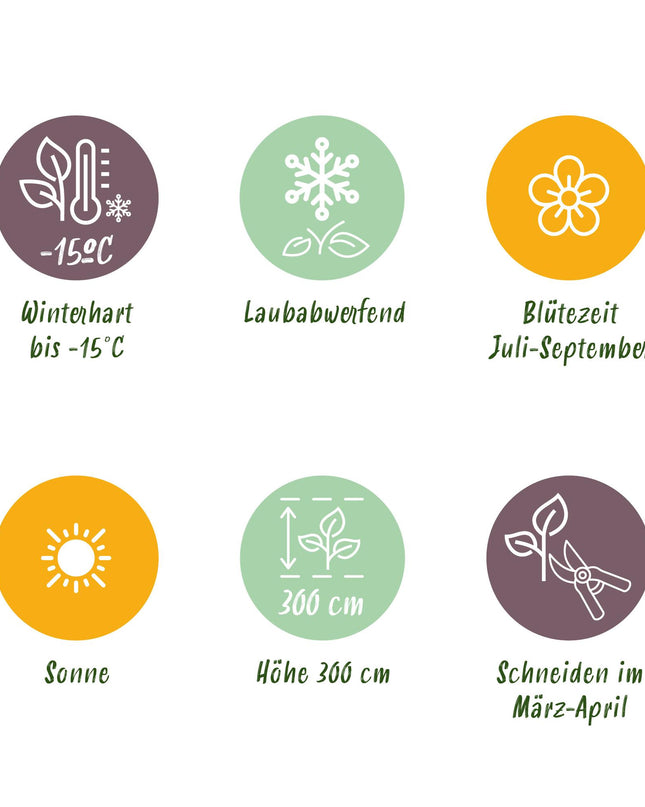 Vlinderstruik - Buddleja davidii Pink Delight - Bloem Roze - 1 Plant - Bladverliezend - Vlinderlokkend -  Pot 17cm Hoogte 25cm