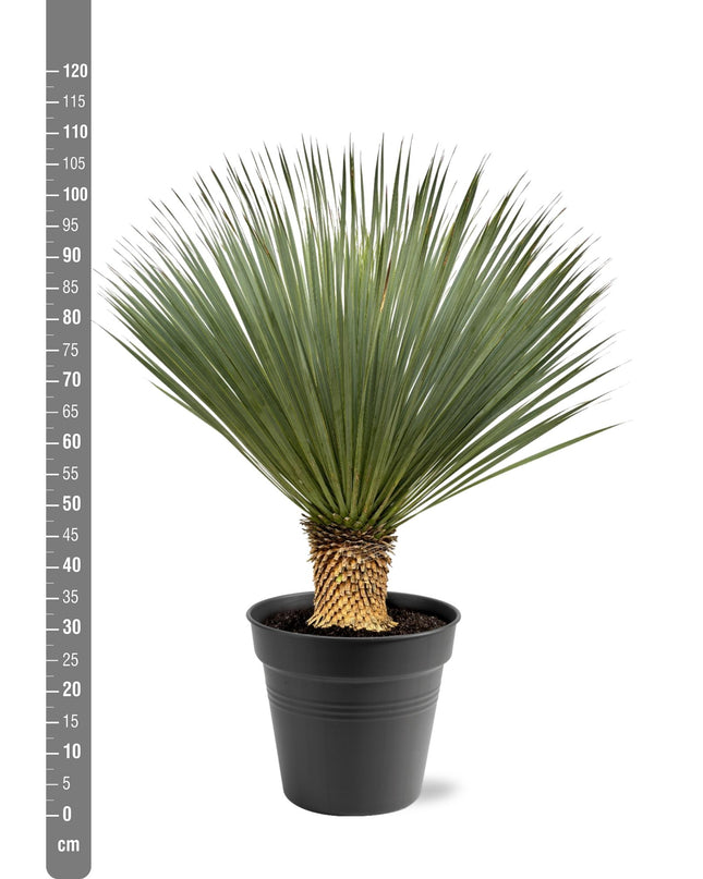 Yucca Rostrata - 100 - 120 cm - Ø40