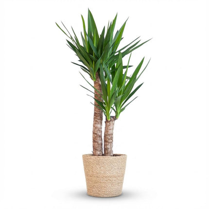 Yucca Elephantipes con cesta di erba marina naturale - 90cm - Ø21