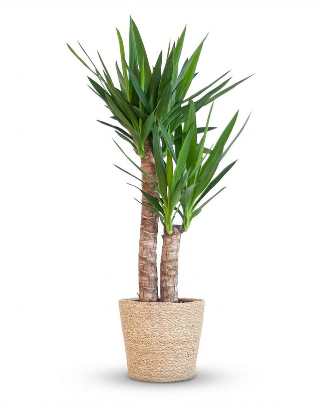 Yucca Elephantipes con cesta di erba marina naturale - 90cm - Ø21