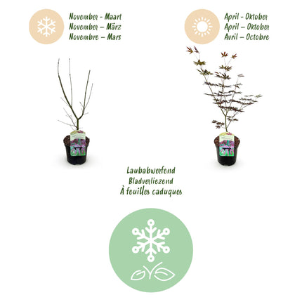 Japanse Esdoorn - Acer palmatum Trompenburg - Donker Paars - 2 stuks - Pot 19cm - Hoogte 70cm