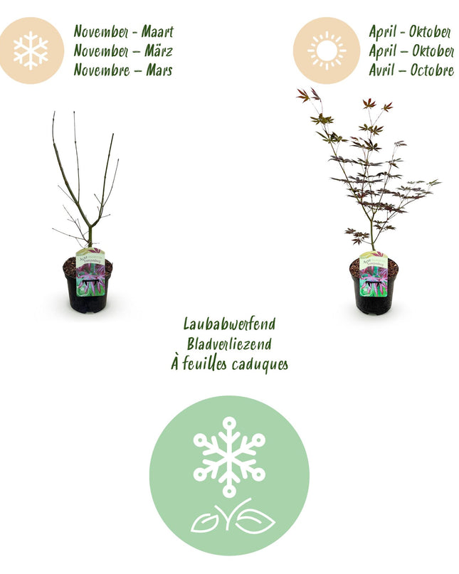 Acero giapponese - Acer palmatum Trompenburg - Viola scuro - 2 pezzi - Vaso 19cm - Altezza 70cm