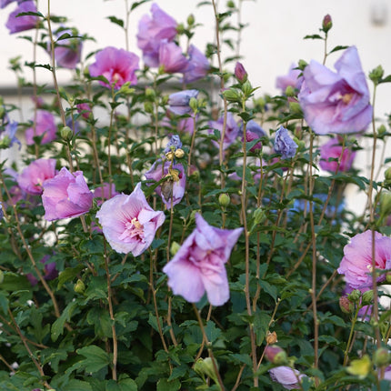 Hibiscus syriacus Lavendor Chiffon® – Terrassenpflanze – Laubabwerfend – Winterhart – Violette Blüte – Topf 19cm Höhe 90cm
