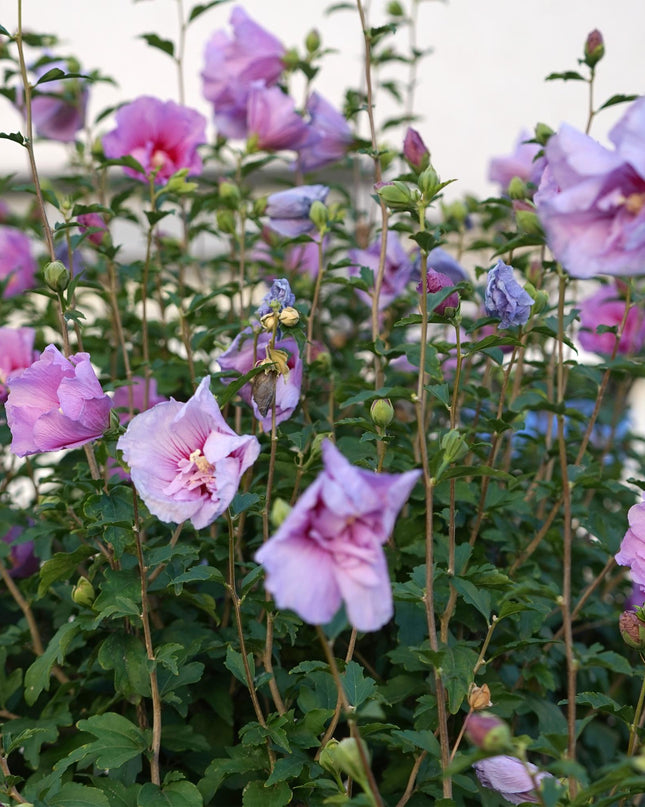 Hibiscus syriacus Lavendor Chiffon® – Terrassenpflanze – Laubabwerfend – Winterhart – Violette Blüte – Topf 19cm Höhe 90cm