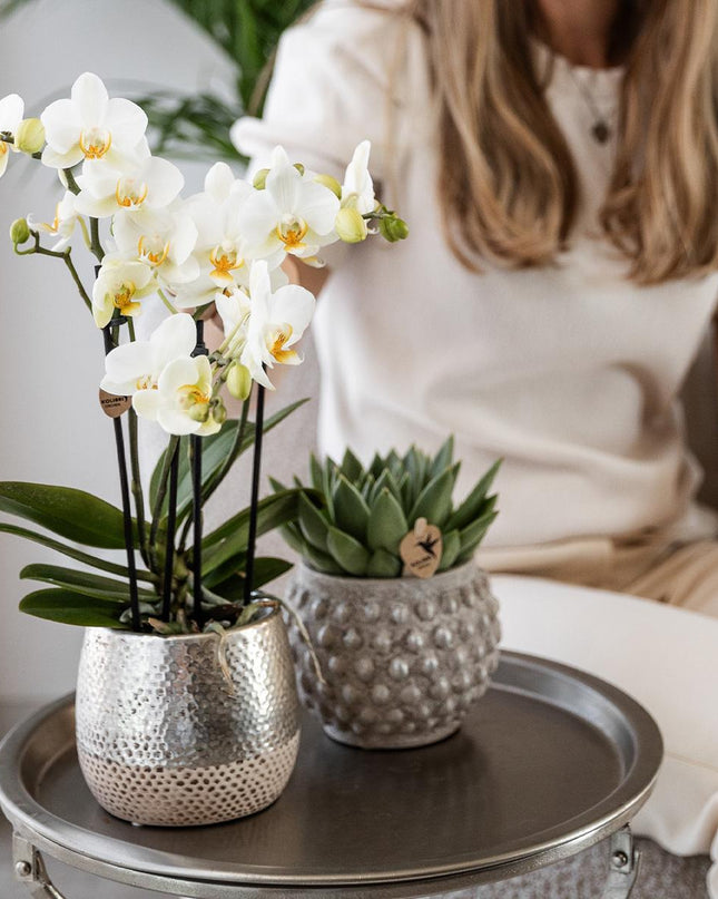 Kolibri Orchids | witte Phalaenopsis orchidee - Amabilis + Elite pot silver- potmaat Ø9cm - 35cm hoog | bloeiende kamerplant - vers van de kweker