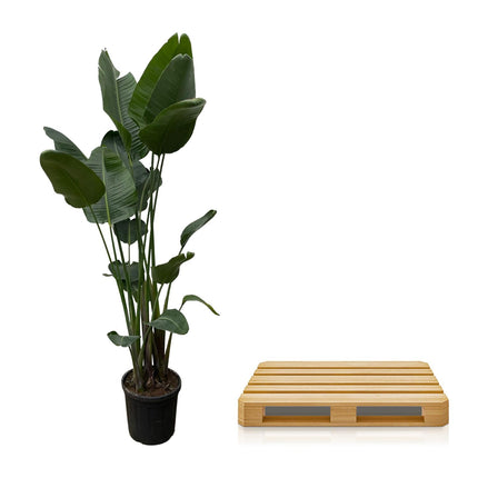 Strelitzia Nicolai XXL - 250 cm - ø50 - 🚚 Envío Gratis