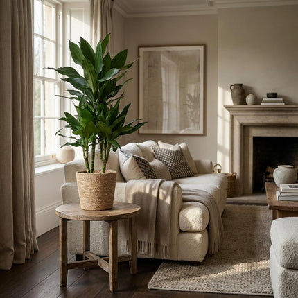 Drachenbaum Janet Lindt + natürliche Mandeln - 95 cm - Ø21