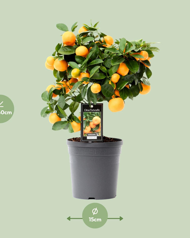 Citrus Calamondin - Ø15cm - ↕40cm