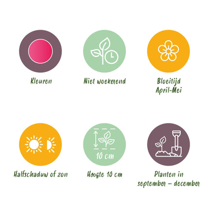 Bloembollen - Tulp Little Beauty - Kleur Donker Roze - 25 stuks - Bolmaat 6/7 - XXL Pack