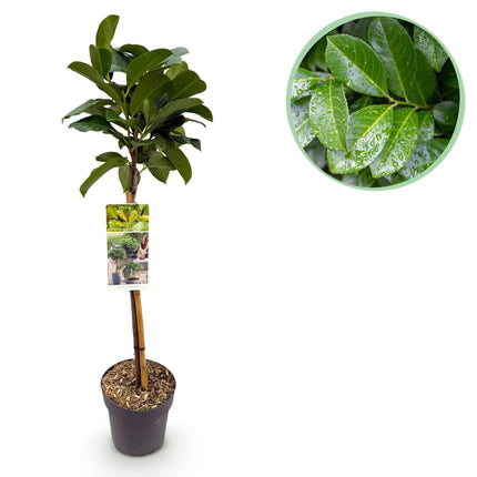 Prunus laurocerasus Etna® - Evergreen - Hardy in Winter - Green Leaf - Pot 19cm Height 90cm