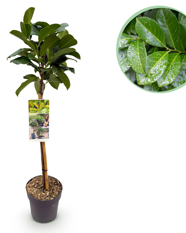 Prunus laurocerasus Etna® - Evergreen - Hardy in Winter - Green Leaf - Pot 19cm Height 90cm