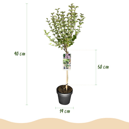 Syringa meyeri Palibin - Caducifolio - Resistente al invierno - Flor morada - Maceta 19 cm Altura 90 cm
