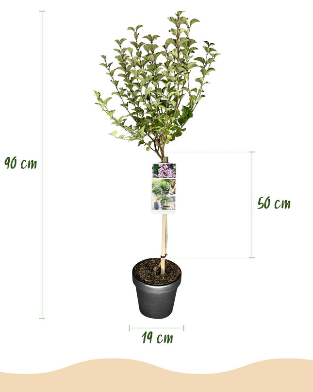 Syringa meyeri Palibin - Bladverliezend - Winterhard- Paarse Bloem - Pot 19cm Hoogte 90cm