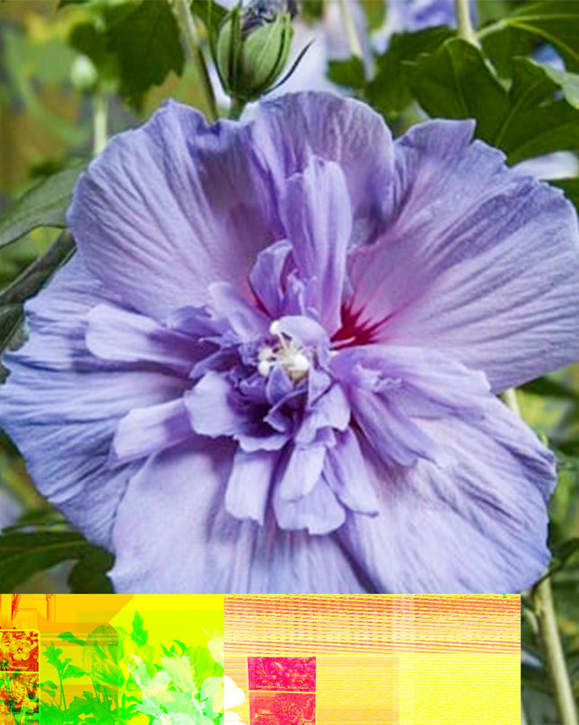 Ibisco siriano Blue Chiffon® - Pianta a fusto - Decidua - Poco Manutenzione - Vaso 19cm Altezza 90cm