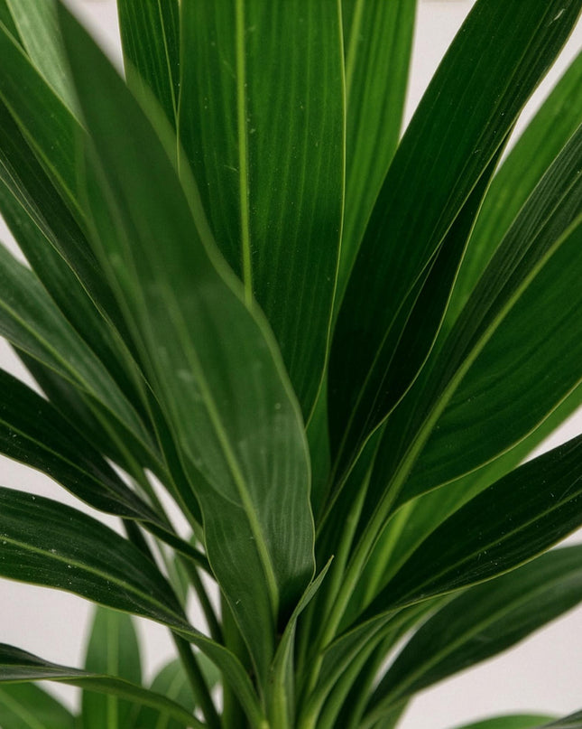 Yucca elephantipes - 2 pezzi - Vaso 21cm - Altezza 100cm