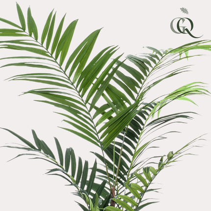 Kunstplant - Kentia -Kentiapalm - ↕ 210cm