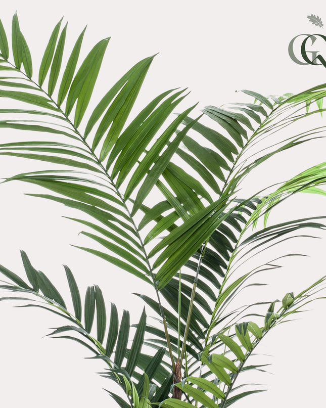 Kunstplant - Kentia -Kentiapalm - ↕ 210cm