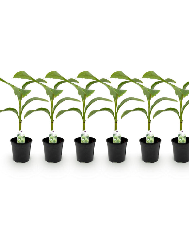 Bananen plant - Musa Basjoo - Winterhard - 6 planten - Pot 17cm Hoogte 40cm