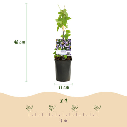 Passiflora - Passiflora Tricolore - Fiore Rosa Bianco Viola - Bassa manutenzione - 3 piante - Vaso 11cm Altezza 40cm