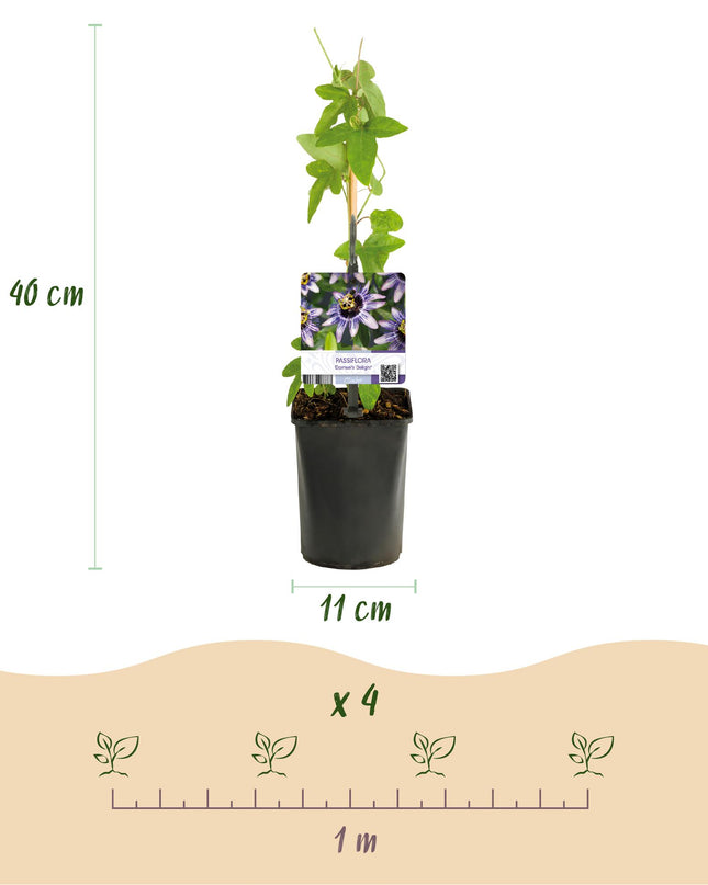 Passionflower - Passiflora Tricolour - Flower Pink White Purple - Low maintenance - 3 plants - Pot 11cm Height 40cm