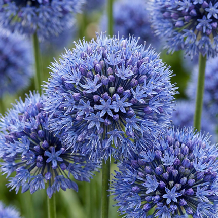 320x Allium Caeruleum - Blue ornamental allium - Blue - Summer bloomer - Bulb size 4/5