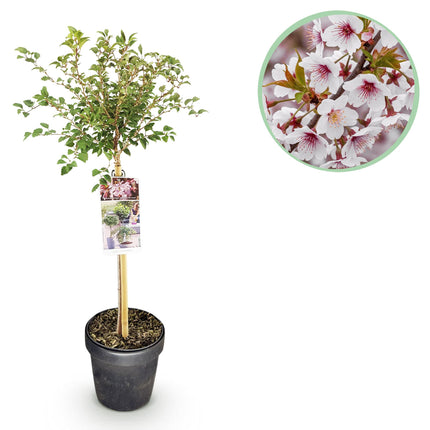 Prunus incisa Koujou-no-mai – Terrassenpflanze – sommergrün – winterhart – weiße Blüte – Topf 19cm Höhe 90cm