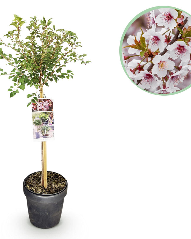 Prunus incisa Koujou-no-mai – Terrassenpflanze – sommergrün – winterhart – weiße Blüte – Topf 19cm Höhe 90cm