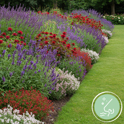 Green boutiQ - Randpaket - Duftend - 24 Stauden - 3 m2 - Verschiedene Farben - Wenig Pflege - Topf 11cm