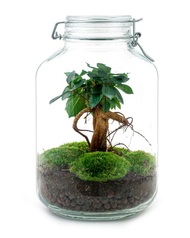 DIY terrarium - Jar - Ficus Ginseng bonsai - ↕ 28 cm - Normal