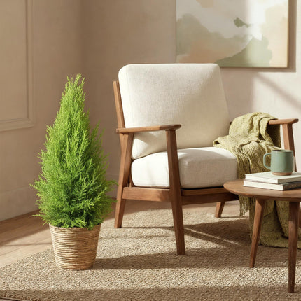 Cupressus Gold Crest Wilma - Conifera da interno + mandorla - Vaso 21cm - Altezza 85-95cm
