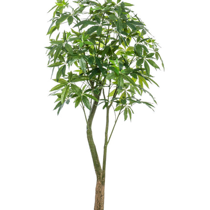 Kunstplant - Pachira Aquatica - Geldboom - ↕ 180 cm