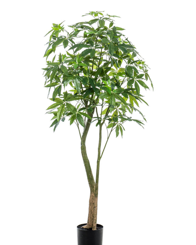 Kunstplant - Pachira Aquatica - Geldboom - ↕ 180 cm