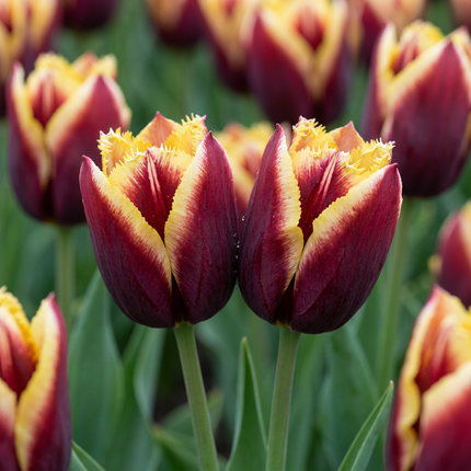 120x Tulipa My Favourite Topping – Tulpe My Favourite Topping – Verschiedene – Frühjahrsblüher – Zwiebelgröße 11/12